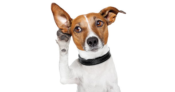 Service And Comfort Animals Must Landlords Accommodate A No Pet Policy Prohibits Tenants From Keeping Pets Of Any Kind In Their Apartments However Owneranagement Companies Have Certain Legal Obligations